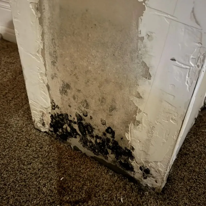 Professional Mold Removal in West Covina, CA